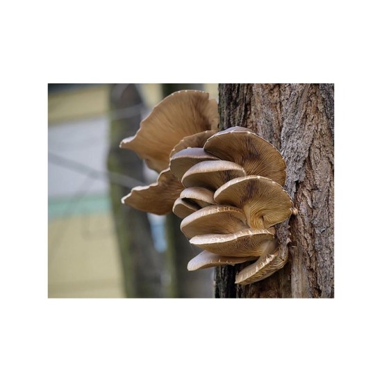 Hliva ustricová 20ks - mycélium na kolíkoch (Pleurotus ostreatus)