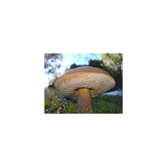 Mykorhízne mycélium brezového kozáka (Leccinum scabrum)