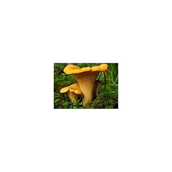 Mykorhízne mycélium líšky (Cantharellus cibarius)