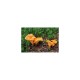 Mykorhízne mycélium líšky (Cantharellus cibarius)