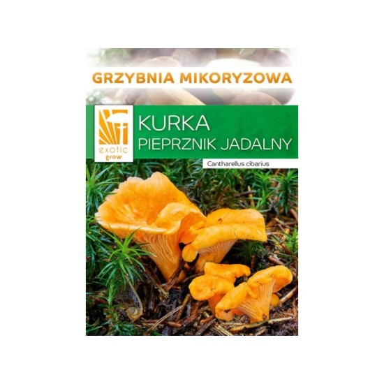 Mykorhízne mycélium líšky (Cantharellus cibarius)