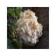 Levia hriva (Hericium erinaceus) 20 ks - mycélium na kolíkoch