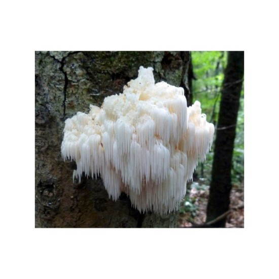 Levia hriva (Hericium erinaceus) 20 ks - mycélium na kolíkoch