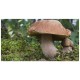 Dubový hríb (Boletus reticulatus) - mykorhízne mycélium