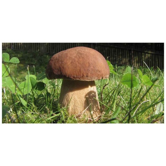 Dubový hríb (Boletus reticulatus) - mykorhízne mycélium