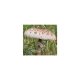 Mycélium s vysokým obsahom bedla (Macrolepiota procera) 750ml